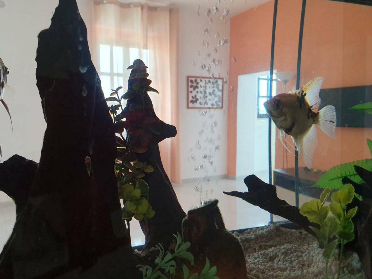 לינה וארוחת בוקר קמפומרינו Il Casale Di Zi'Leo מראה חיצוני תמונה